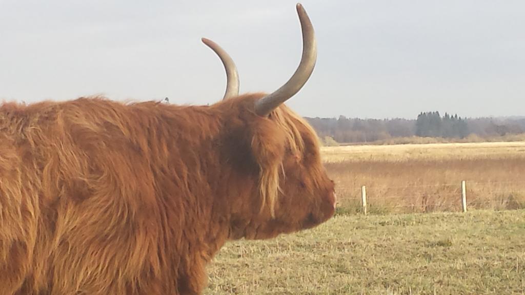 Scotland Paradise Relax Accommodation By Shooting Club Kirriemuir Balintore  Екстериор снимка